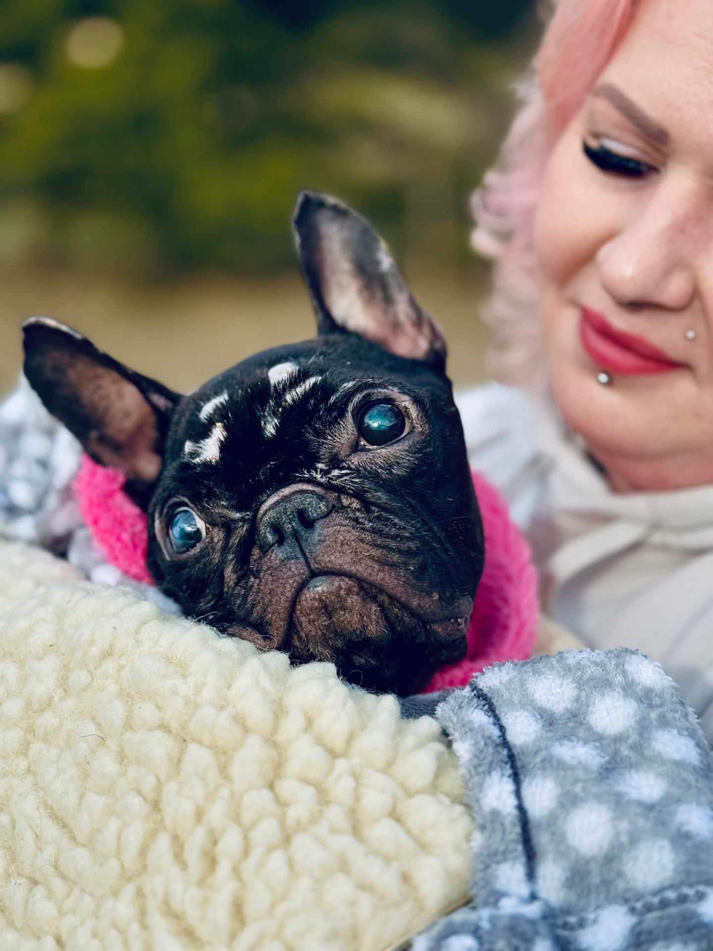 A French Bulldog wrapped in a blanket, safe and loved